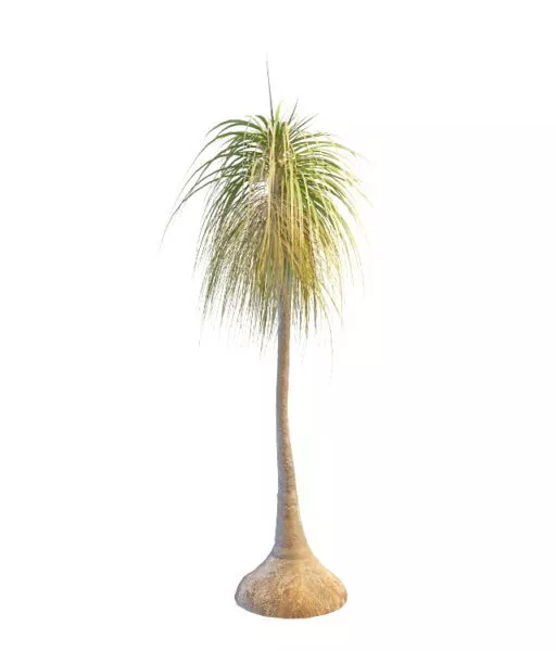 Plant Ponytail Palm Tree 3d model Plant Ponytail Palm Tree 3d model