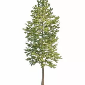 Plant Norway Pine Tree 3d model