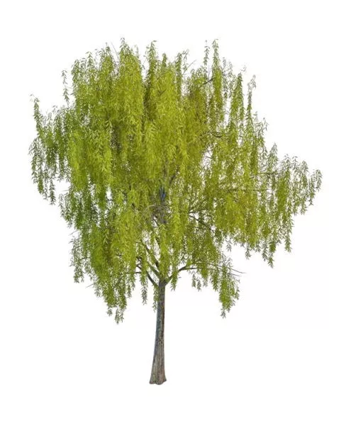 Plant Spring Willow Tree 3d model Plant Spring Willow Tree 3d model