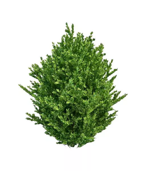 Landscape Ornamental Shrubs Tree 3d model Landscape Ornamental Shrubs Tree 3d model