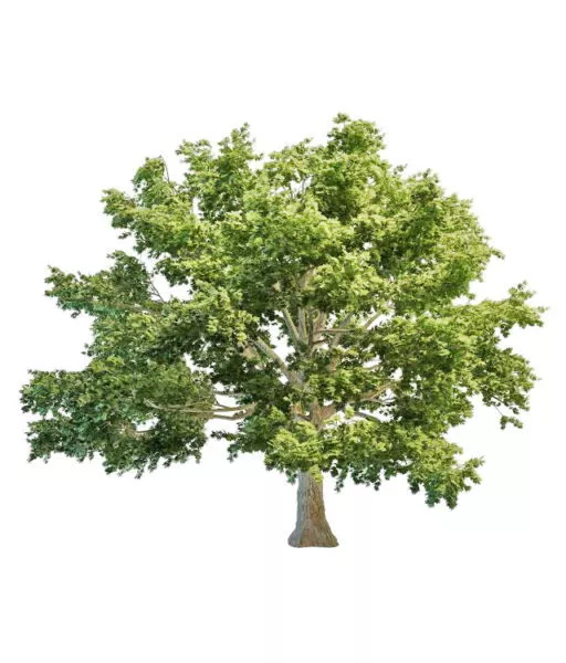 Canada Maple Tree 3d model Canada Maple Tree 3d model