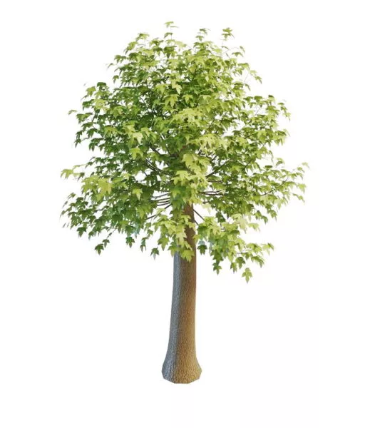 Garden Maple Tree 3d model Garden Maple Tree 3d model
