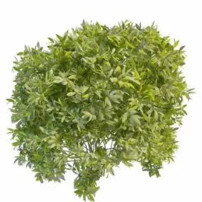 Garden Evergreen Shrubs 3d model