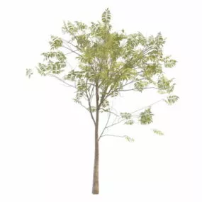 Japan Rowan Tree 3d model