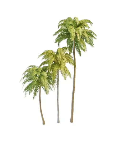 Nature Coconut Palm Tree 3d model Nature Coconut Palm Tree 3d model