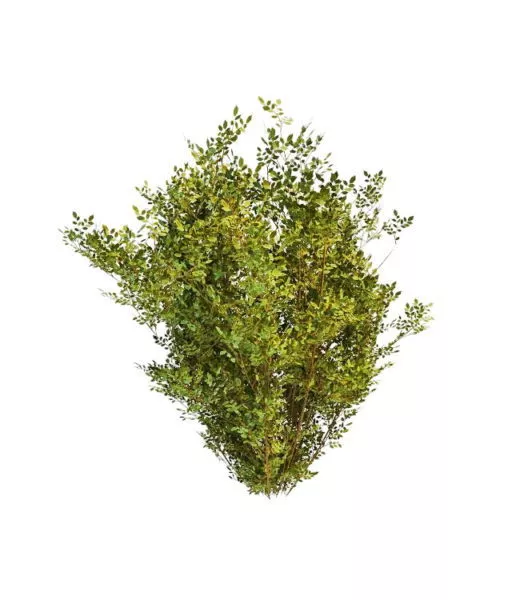 Garden Ornamental Evergreens 3d model Garden Ornamental Evergreens 3d model