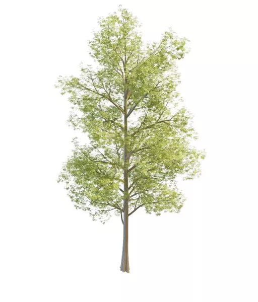 Nature Bigtooth Maple Tree 3d model Nature Bigtooth Maple Tree 3d model