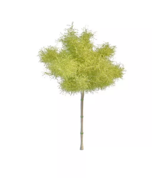 Ornamental Tree For Garden 3d model Ornamental Tree For Garden 3d model