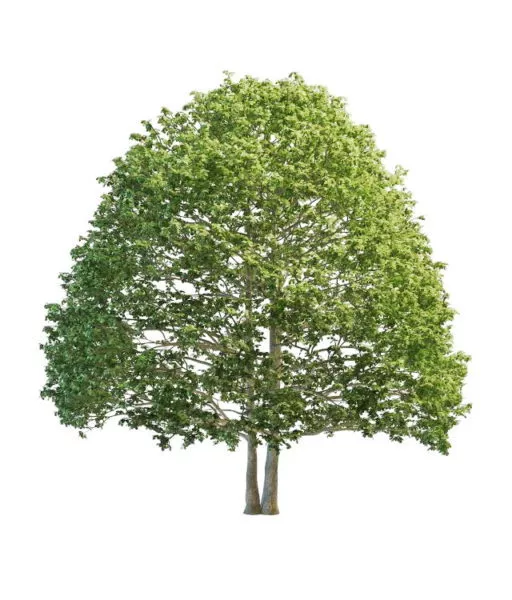 America Beech Tree 3d model America Beech Tree 3d model