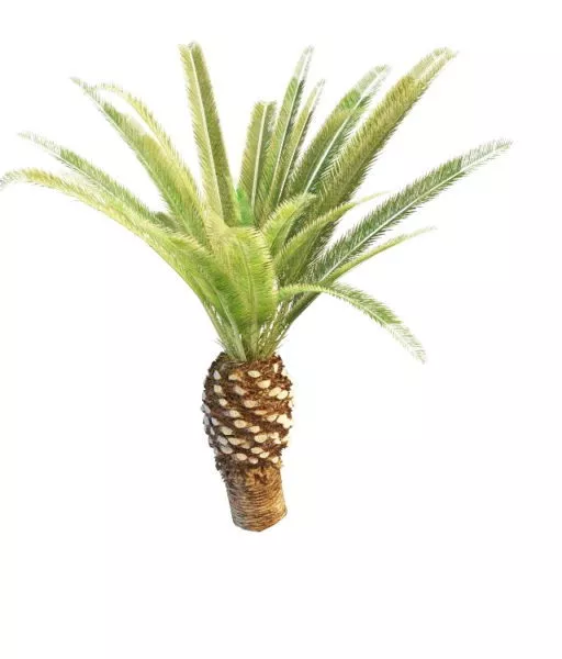 Queen Sago Palm Tree 3d model Queen Sago Palm Tree 3d model