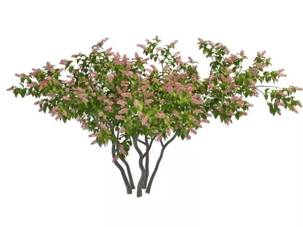 Pink Blooming Lilac Tree 3d model Pink Blooming Lilac Tree 3d model