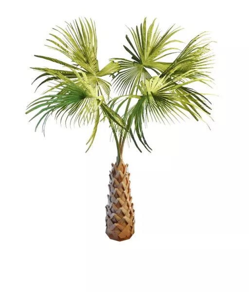 Realistic Coconut Palm Tree 3d model