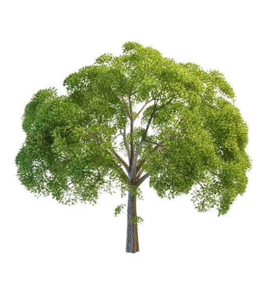 Nature Willow Oak Tree 3d model Nature Willow Oak Tree 3d model