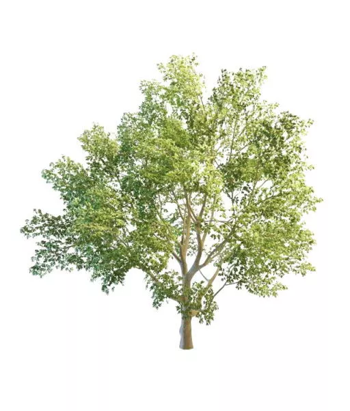 Nature European Beech Tree 3d model Nature European Beech Tree 3d model