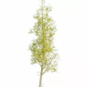 Nature Poplar Tree 3d model
