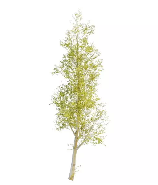 Nature Poplar Tree 3d model Nature Poplar Tree 3d model