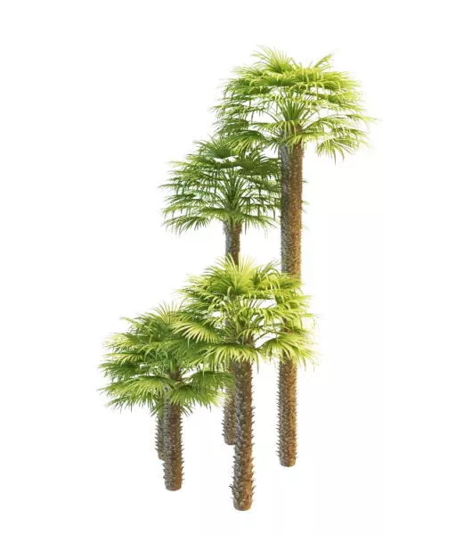 Trachycarpus Windmill Palms Tree 3d model Trachycarpus Windmill Palms Tree 3d model