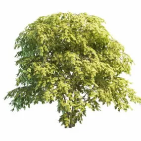 Colchis Bladdernut Shrub 3d model
