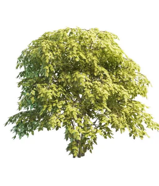 Monrovia Shrub Plant 3d model