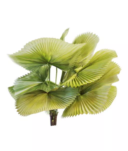Realistic Coconut Palm Tree 3d model