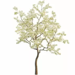 Spring Style Pear Tree 3d model