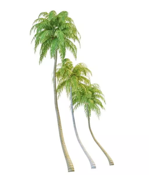 Nature Coconut Palm Trees Free 3d Model - .Max - Open3dModel