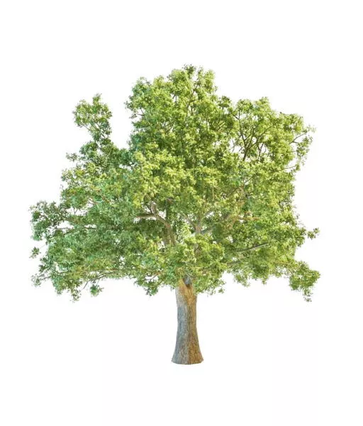 European Oak Tree 3d model European Oak Tree 3d model