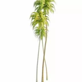 Typical Group Of Tall Coconut Trees 3d model