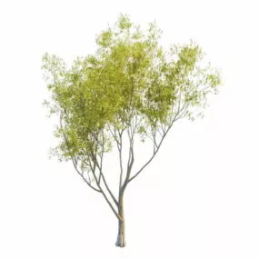 Nature Sallow Willow Tree 3d model