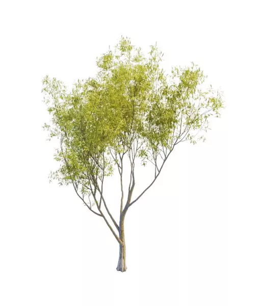 Nature Sallow Willow Tree 3d model Nature Sallow Willow Tree 3d model
