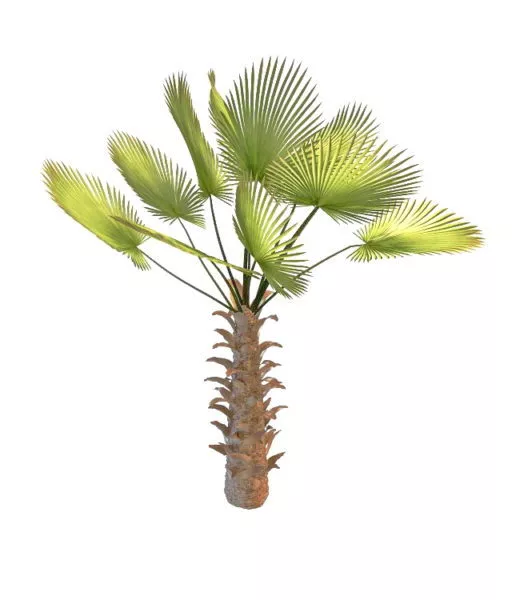 Chinese Palm Tree 3d model Chinese Palm Tree 3d model