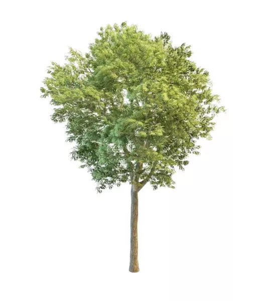 Peach Tree 3d model Peach Tree 3d model