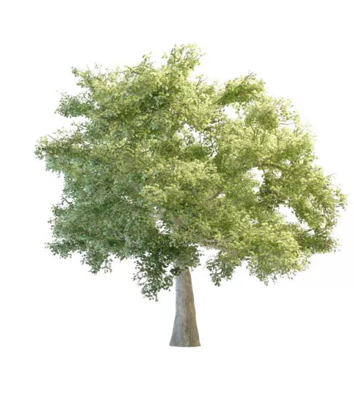 Realistic Quaking Aspen Tree 3d model Realistic Quaking Aspen Tree 3d model