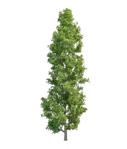 Nature Aspen Tree 3d model Nature Aspen Tree 3d model