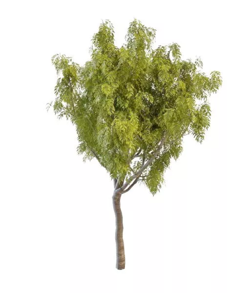 Korea Ash Tree 3d model Korea Ash Tree 3d model