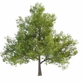 White Oak Tree 3d model