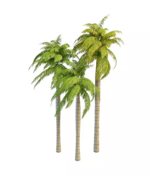 Lowpoly Tropical Palm Tree 3d model