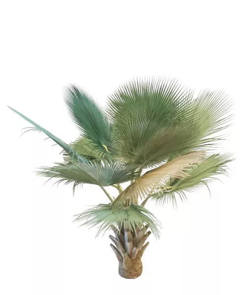 Nobilis Palm Tree 3d model Nobilis Palm Tree 3d model