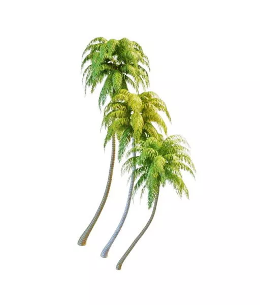 Coconut Fruit With Slice 3d model