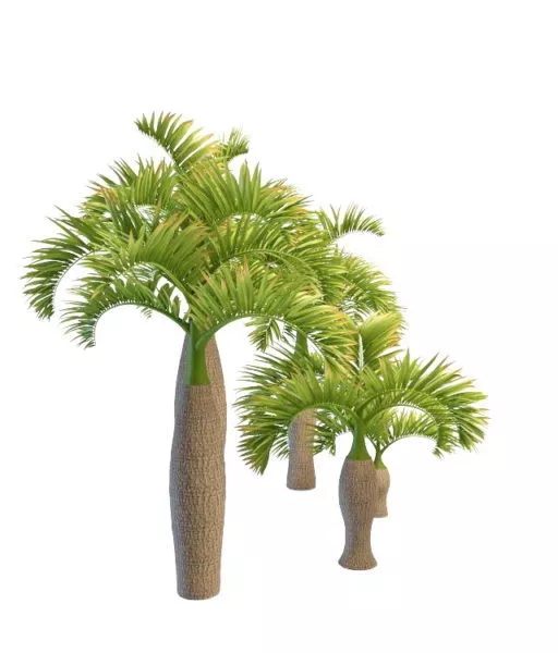 Bottle Palm Tree 3d model Bottle Palm Tree 3d model
