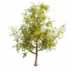 Balsam Poplar Tree 3d model