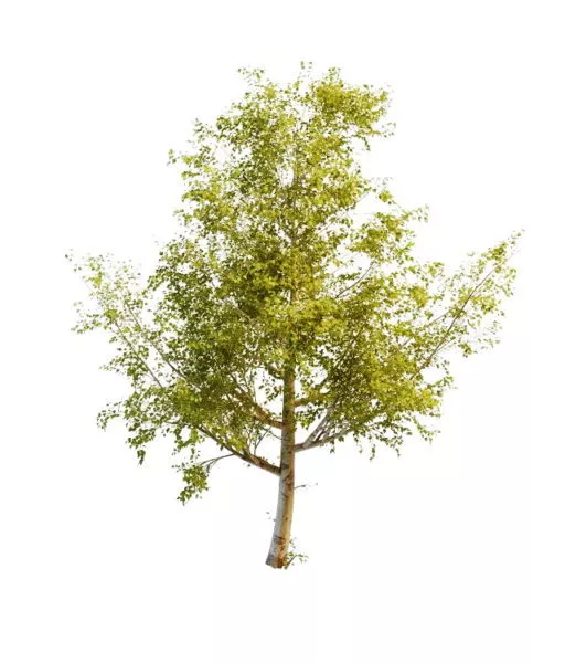 Balsam Poplar Tree 3d model Balsam Poplar Tree 3d model