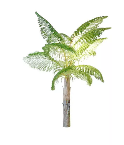 Queen Palm Tree 3d model Queen Palm Tree 3d model