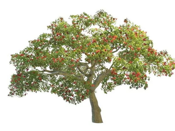 Coral Tree Flowers 3d model Coral Tree Flowers 3d model