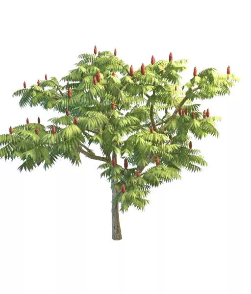 Sumac Tree 3d model Sumac Tree 3d model