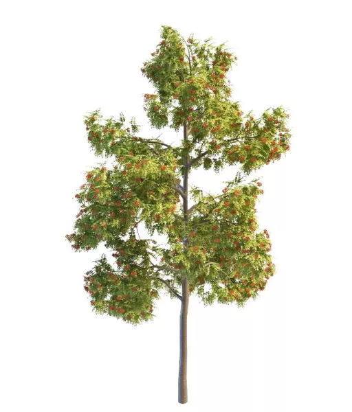 Western Red Rowan Tree 3d model Western Red Rowan Tree 3d model
