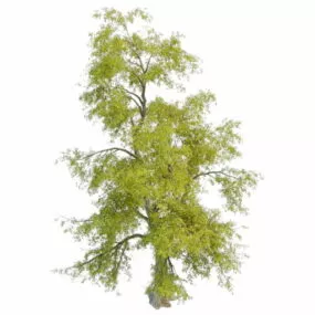 Gum Tree 3d model