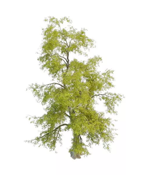 Gum Tree 3d model Gum Tree 3d model