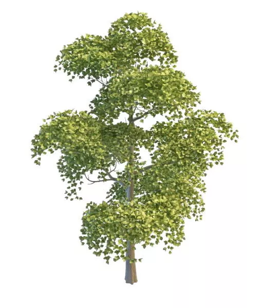 Chinese Poplar Tree 3d model Chinese Poplar Tree 3d model