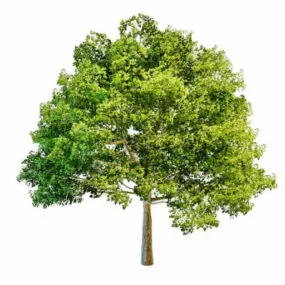 Big Front Yard Tree 3d model